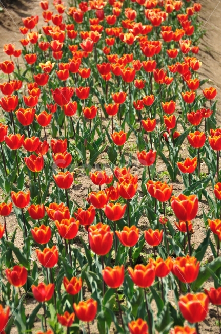꽃,튤립,남해,봄,tulip,spring,자연,식물,봄,계절,spring,season,식물,자연,plants,nature,꽃,flower,plant,blossom
