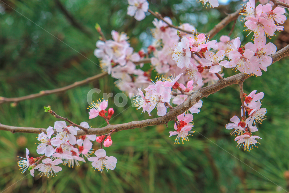 봄,벚꽃,매화,꽃,분홍,핑크,색깔,색감,색상,계절,spring,blossom,cherryblossom,flower,color,봄,계절,spring,season