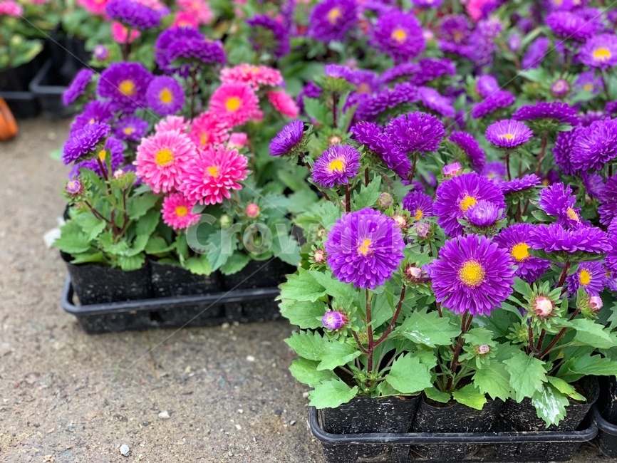 blossom,geranium,제라늄,plant,식물,flower,꽃,보라색,핑크색,잎,leaf,정원,garden