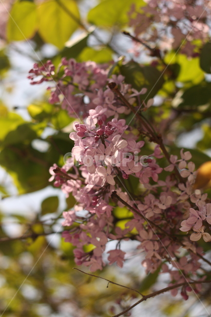 봄꽃,꽃,식물,라일락,수수꽃다리,lilac,flower