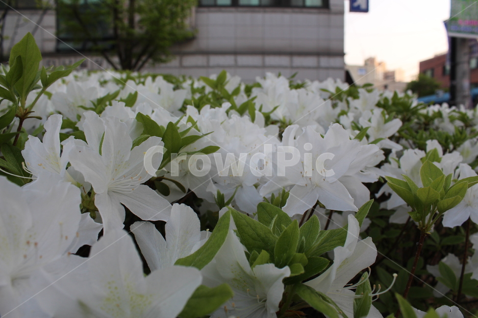 하얀꽃,꽃,하얀꽃밭,꽃밭,철쭉,야생화,식물,자연,plants,nature,꽃,flower