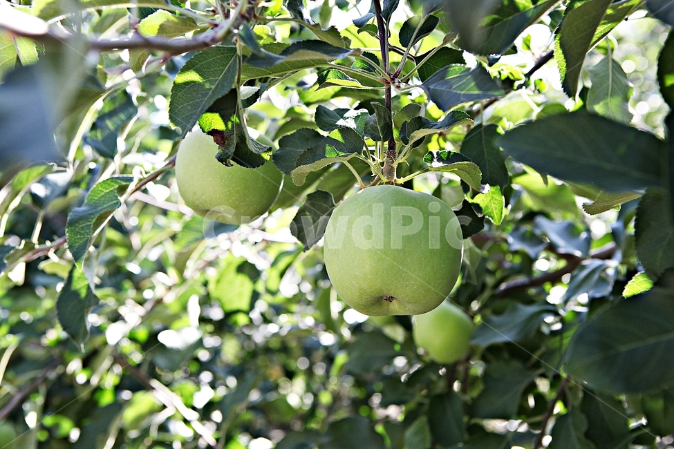 사과,풋사과,과일,농사,과수원,자연,여름,과일,열매,fruit