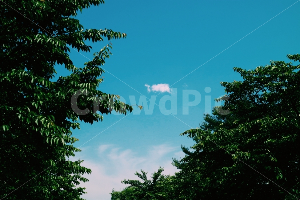 숲,하늘,나무,자연,여름,초여름,나들이,소풍,감성사진,자연,풍경,nature,landscape