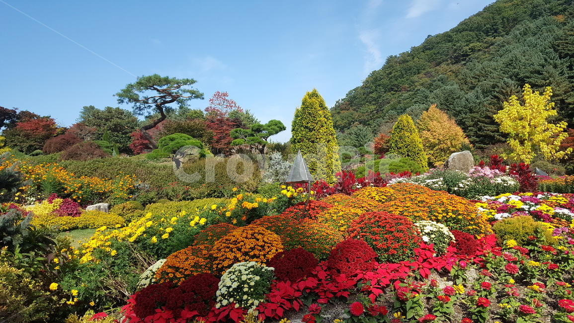식물,꽃,나무,옥외,geranium