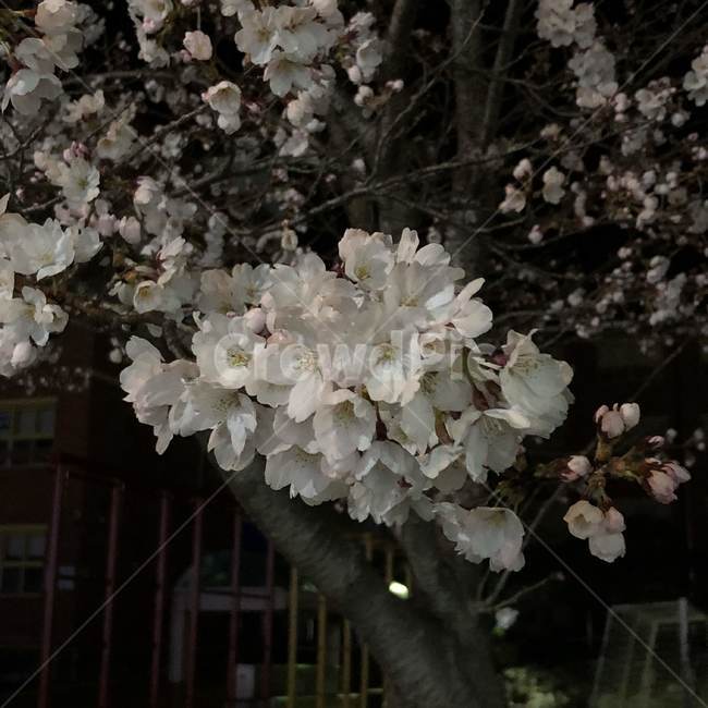 벚꽃,봄,밤,blossom,plant,식물,cherryblossom,flower,꽃