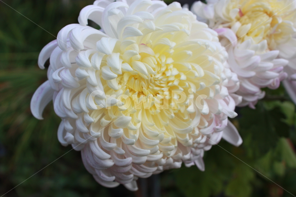 dahlia,식물,달리아,blossom,flower,꽃,plant,식물,자연,plants,nature,꽃,flower
