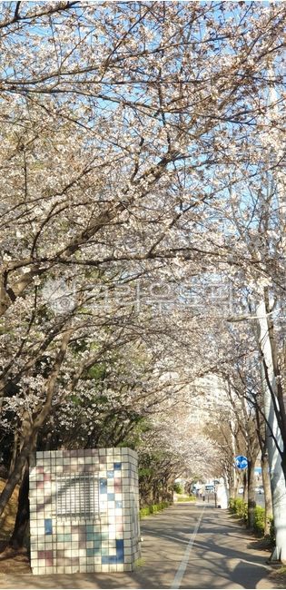 flower tree road,cherry blossom road,colonnade,street tree flower tree,flower road