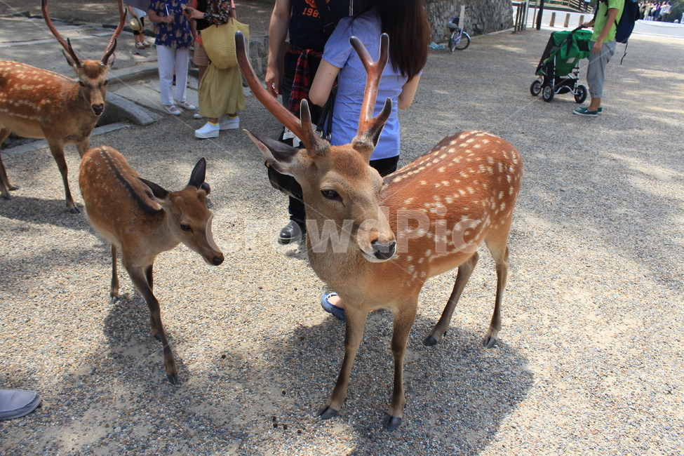 사슴,야생동물,영양,포유류,동물,animal,wildlife,mammal,antelope,deer,뿔,동물,animal,포유류,mammal