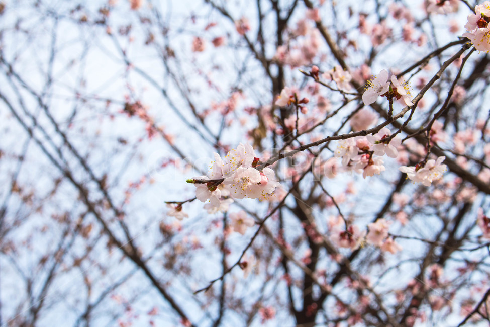 벚꽃,접사,핑크,봄,계절,감성,꽃,식물,nature,cherryblossoms,자연,하늘,sky,구름,꽃봉오리,봄,계절,spring,season,식물,자연,plants,nature,꽃,flower,plant,blossom