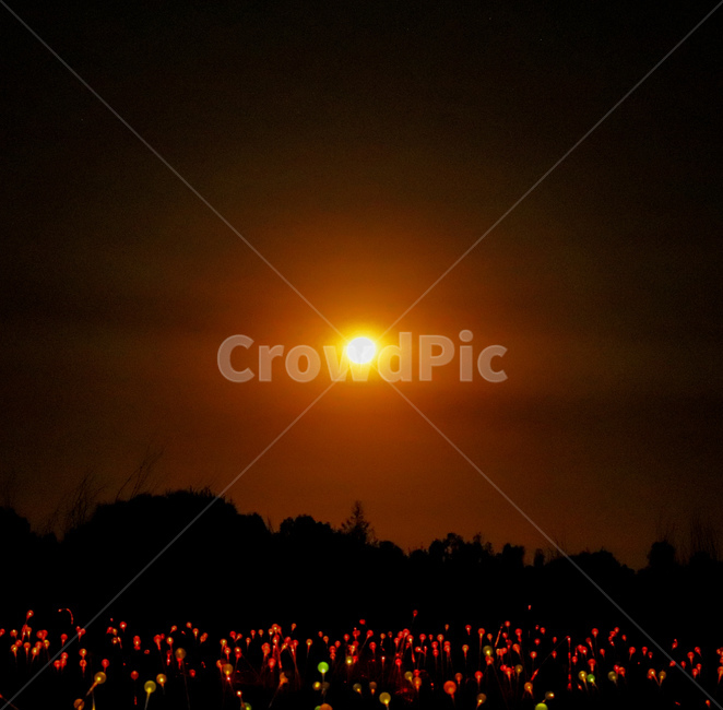 노을,nightphoto,야경,꽃,태양,sunset,sun,flower