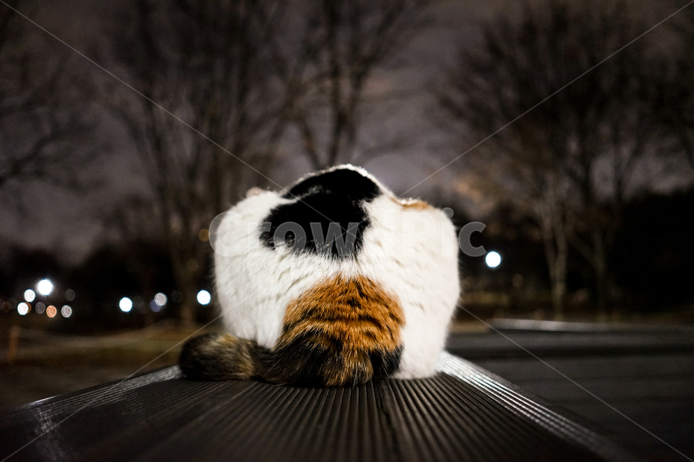 고양이,동물,포유류,길냥이,cat,animal,pet,궁둥이