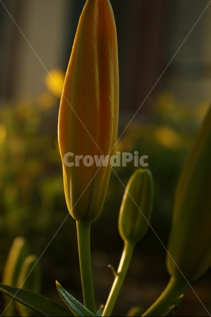 꽃,노랑,밤,조명,따스한,은은한,식물,식물,자연,plants,nature,꽃,flower