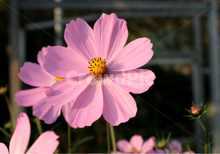 코스모스,꽃,식물,분홍꽃,flower,가을,계절,fall,autumn,season,식물,자연,plants,nature,꽃,flower,plant