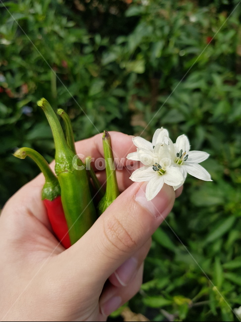 고추,초록,자연,꽃,고추꽃,힐링,꽃,flower