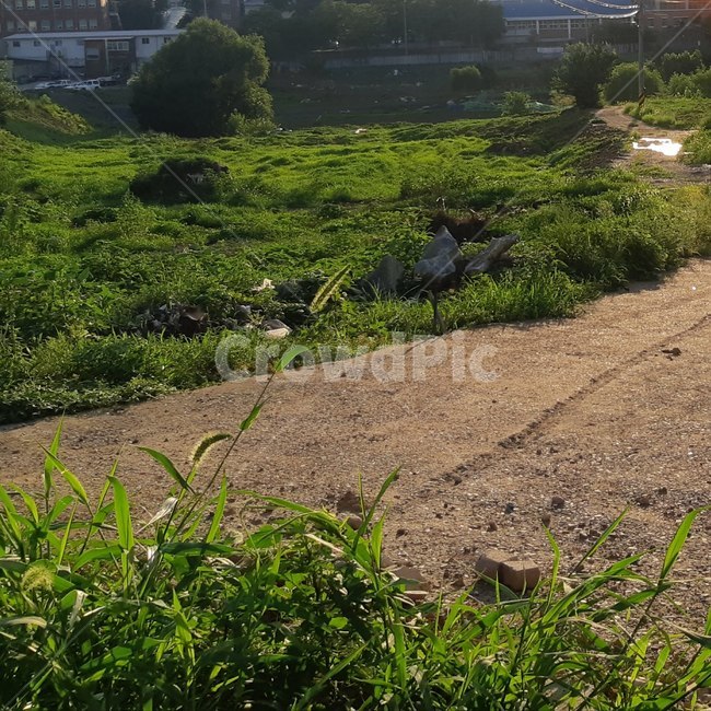 ground,바닥,자연,여름,나무,초록