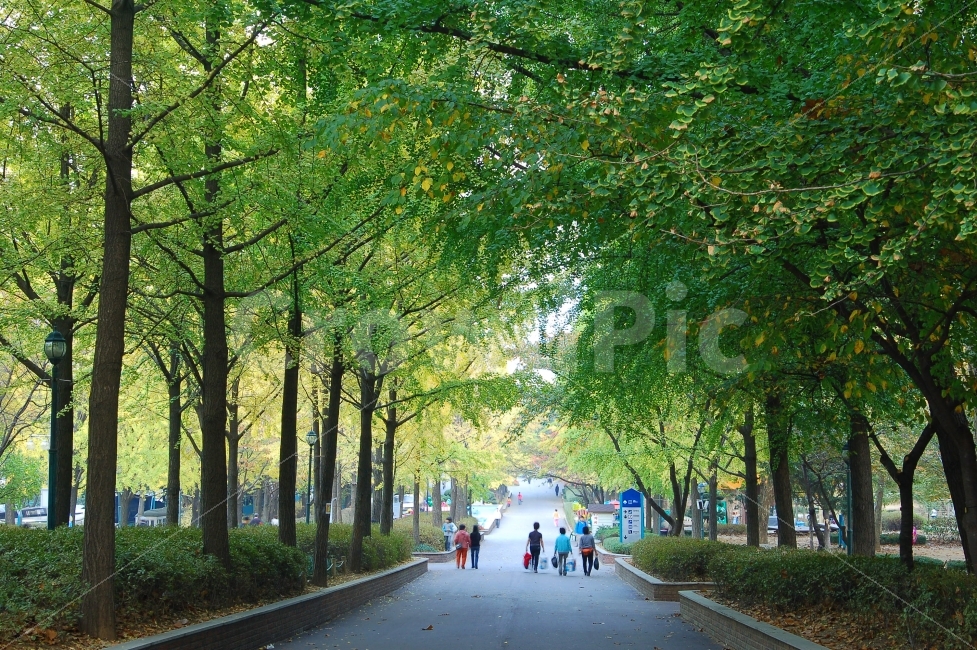 길,공원,산책,산책로,나무,숲,가로수,푸르름,푸름,풍경,자연,풍경,nature,landscape,여름,계절,summer,season,outdoors,옥외,park,grass,잔디,plant,식물,lawn