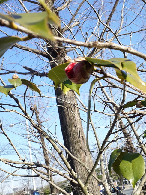 plant,식물,꽃봉오리,동백꽃,꽃,빨간꽃,봄
