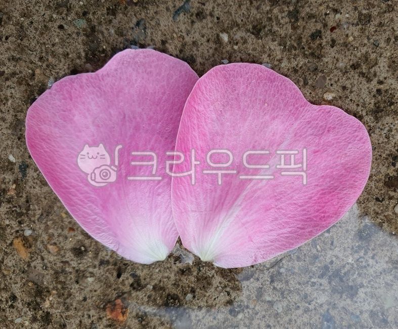 꽃잎,flower,꽃,장미꽃,장미,분홍장미,핑크장미,떨어진꽃잎