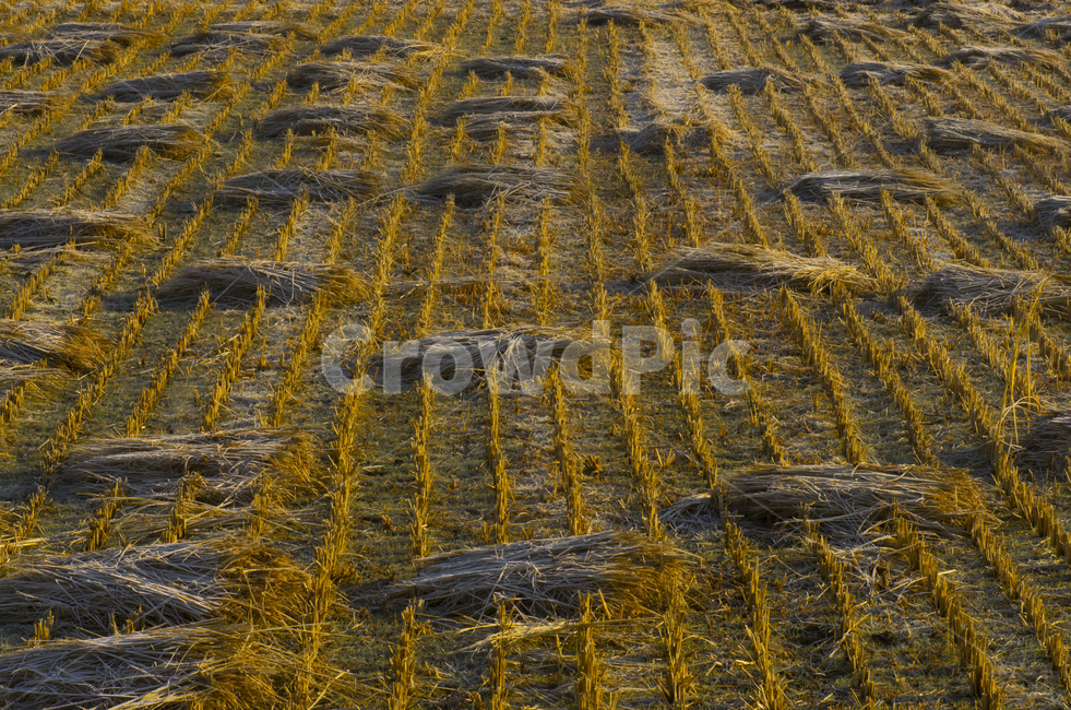 가을,들판,벼,쌀,추수,논,scene,view,feeling,emotion,nature,landscape,season,풍경,감정,감성,자연,계절,뷰티,rice,fall,autumn,field,stripe,줄무늬,풍경사진,감성사진,정취
