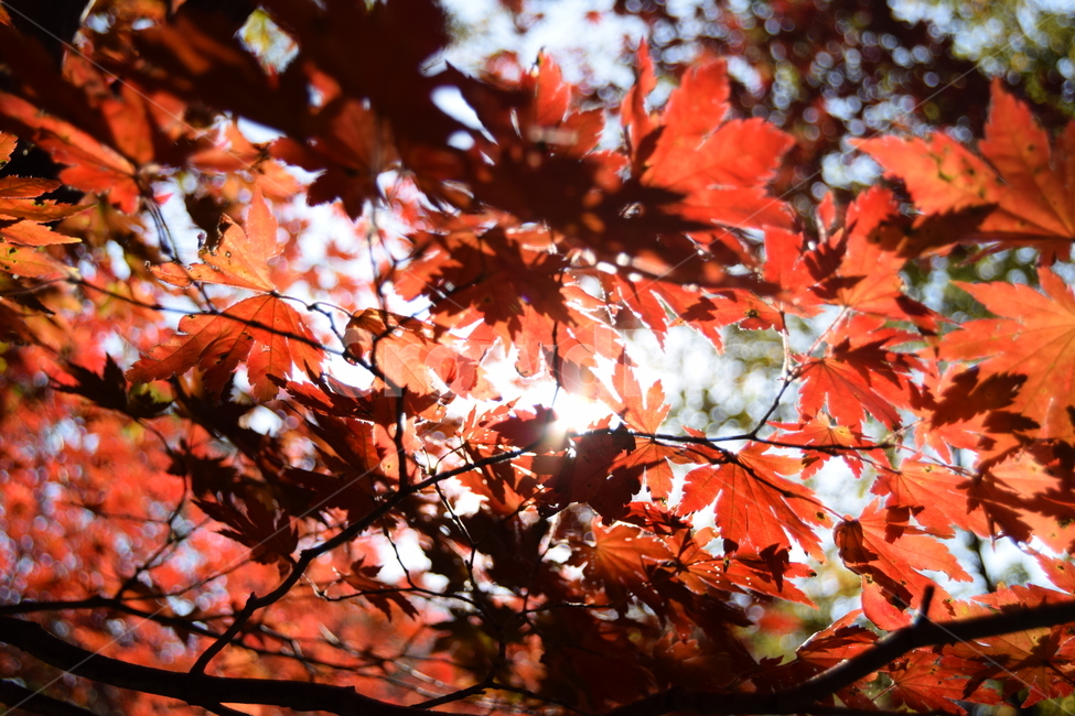 단풍,단풍나무,단풍나무숲,산,가을,숲,자연,풍경,나무,maple,mapletree,mapleforest,숲길,landscape,가을,계절,fall,autumn,season,식물,자연,plants,nature,leaf,잎,plant,tree