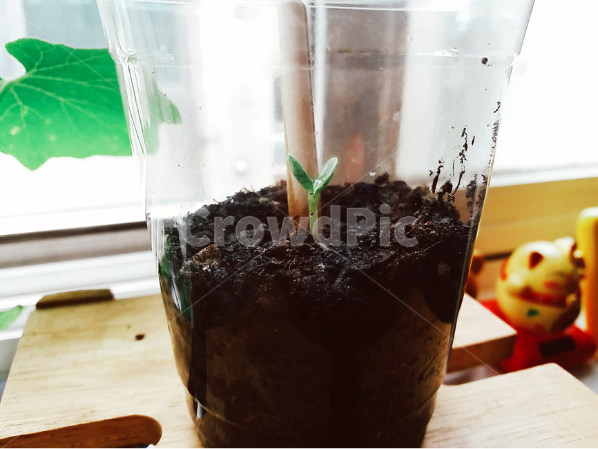 봄,해바라기,씨앗,새싹,감성,사진,푸르름,생명,spring,sunflower,sprout,봄,계절,spring,season,식물,자연,plants,nature,toy,장난감,plant