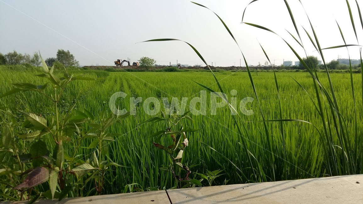 논,벼,논농사,논풍경,벼농사,산업,industry,industrial,농업,농사,agriculture,farming,farming industry