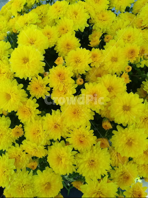 국화,꽃,식물,flower,plant,노란색꽃,식물,자연,plants,nature,꽃,flower