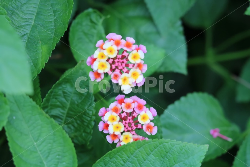 꽃,flower,들꽃,나뭇잎,자연,식물,분홍색,아름다움,식물,자연,plants,nature,꽃,flower