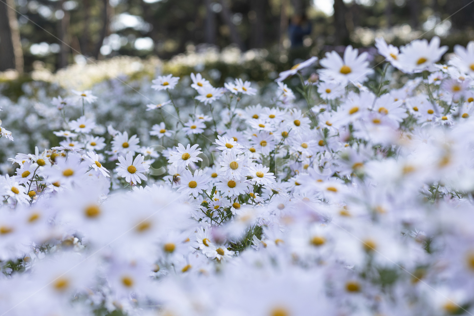 꽃,구절초,자연,식물,plants,season,nature,outdoor,꽃축제,한국,꽃밭,korea,flower,계절,blossom,bloom,purple,beautiful,들꽃,야생화,근접촬영,가을,국화,이슬,아침,식물,자연,plants,nature,꽃,flower