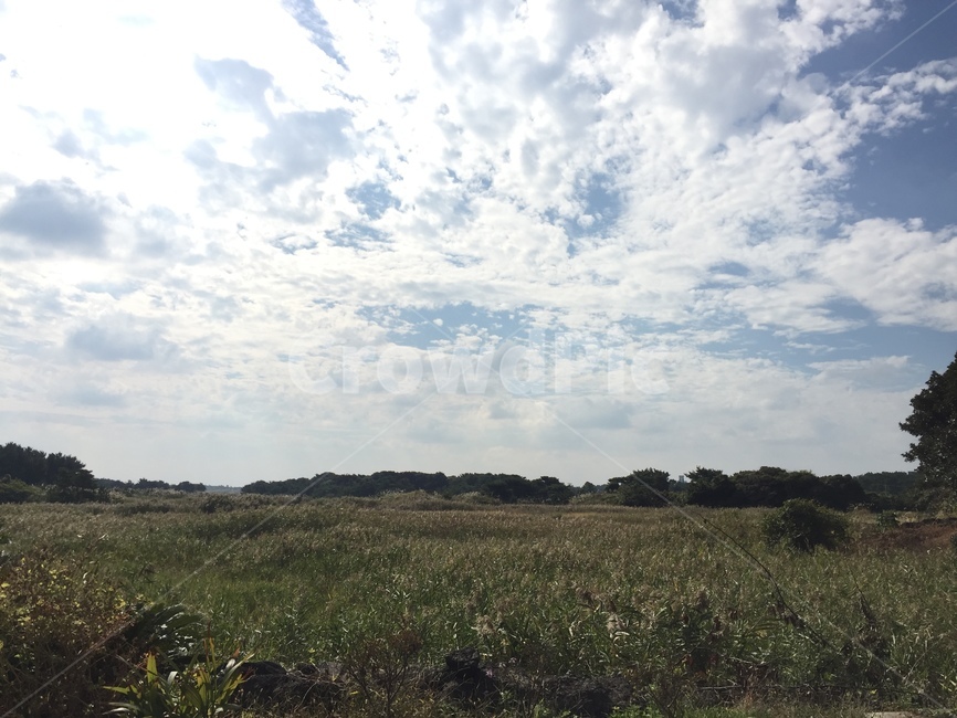 nature,자연,outdoors,field,목초지,하늘,풀,초원