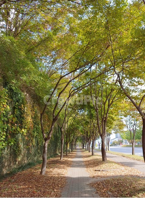나무,tree,plant,식물,통로,path,자연,풍경,nature,landscape,outdoors,옥외,arbour,정자,garden,정원