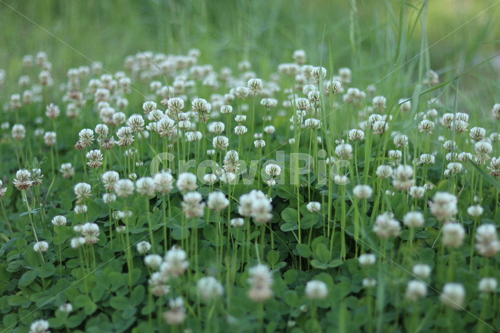 토끼풀,흰색,행운,맑음,봄,식물,자연,plants,nature,꽃,flower