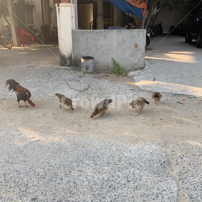 베트남닭,베트남,모이먹는닭,닭,집닭,동물,animal,조류,새,birds