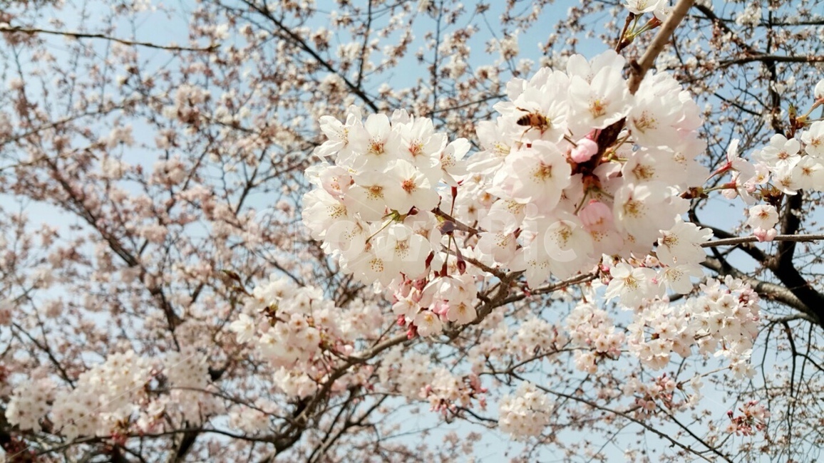 봄,공원,꽃,벚꽃,하늘,축제,봄,계절,spring,season,식물,자연,plants,nature,꽃,flower,plant,blossom,cherry blossom