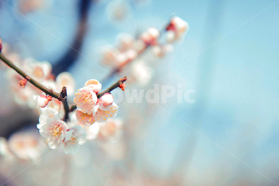 식물,plant,나뭇가지,봄꽃,매화꽃,봄,계절,spring,season
