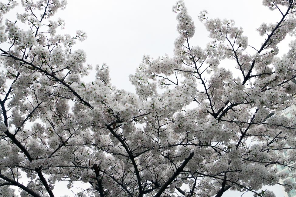 봄,계절,꽃,spring,season,flower,봄,계절,spring,season,식물,자연,plants,nature,꽃,flower,plant,blossom