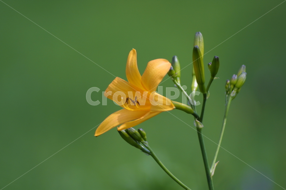 plant,식물,lily,백합,flower,꽃,blossom,식물,자연,plants,nature,꽃,flower