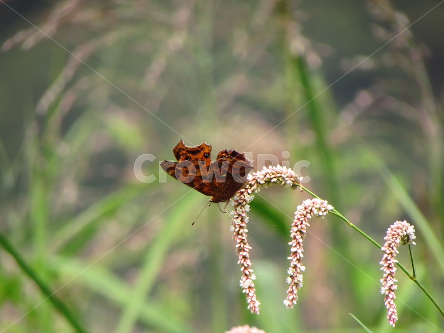 나비,곤충,식물,꽃,자연,butterfly,nature,plant,green,생태계,아웃포커스,동물,animal,곤충,벌레,insect,bug