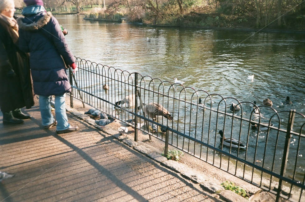 도시,city,런던,영국,비둘기,물,사람,railing,난간,water,person