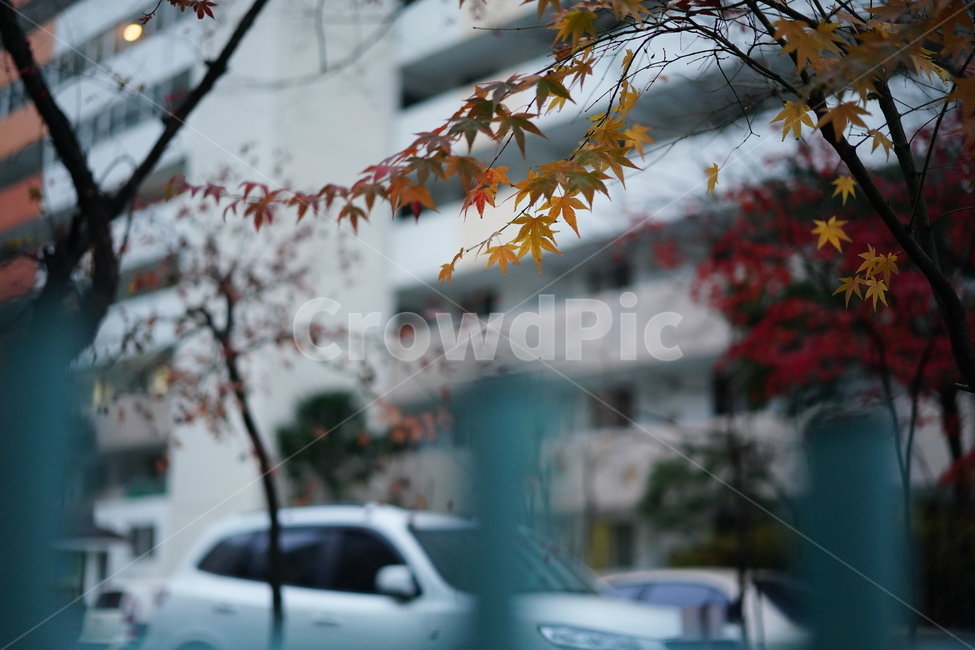 잎,잎새,감성,단풍,식물,나무,계절,느낌,색감,컬러,가을,계절,fall,autumn,season,leaf,plant,tree