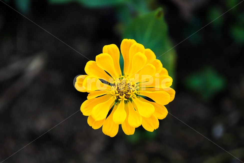 꽃,노랑꽃,구리,구리한강공원,공원,산책,힐링,식물,자연,plants,nature,꽃,flower