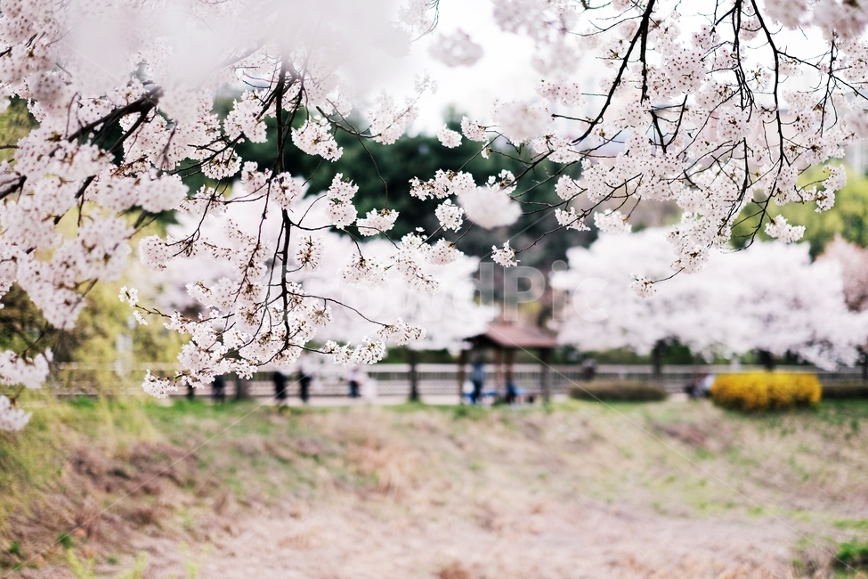 계양천,벚꽃,봄,풍경,산책길,봄,계절,spring,season,식물,자연,plants,nature,꽃,flower,감성,sensible,feeling,plant,blossom