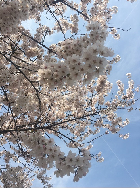 벚꽃,봄,하늘,겹벚꽃,꽃,나무,벚꽃나무,구름,파란하늘,공원,봄,계절,spring,season,식물,자연,plants,nature,꽃,flower,plant,blossom,cherry blossom