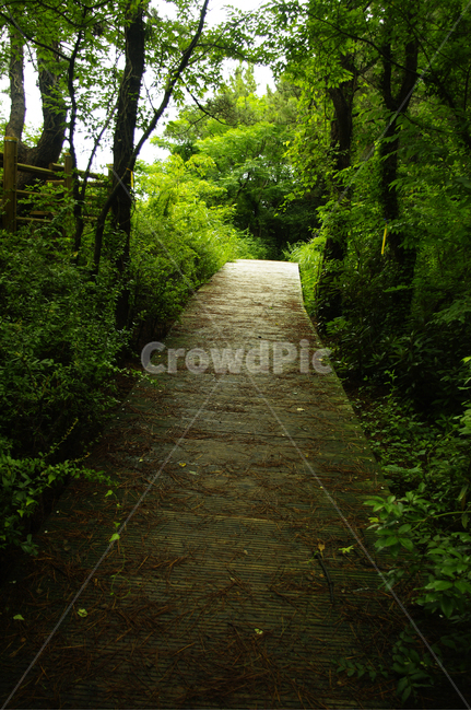 길,나무,숲,제주,식물,자연,풍경,nature,landscape,path,통로,walkway,보도