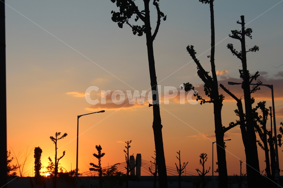가로등,하늘,sky,하늘색,streetlamp,streetlight,식물,자연,plants,nature,나무,trees,wood,실루엣,그림자,silhouette,shadow