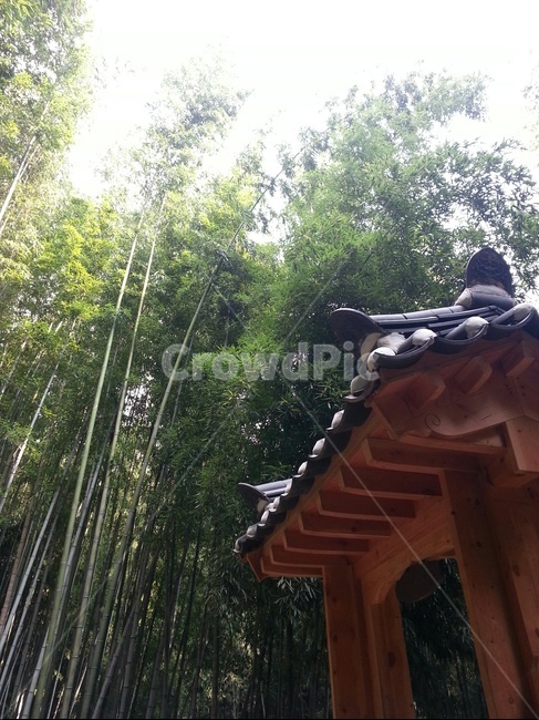 대나무,사각정자,키큰나무,대나무숲,쉼터,자연,풍경,nature,landscape,한국자연풍경,한국자연경관,korea nature landscape