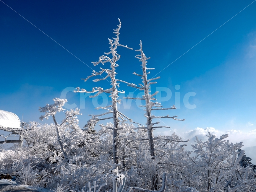 겨울,눈,주목,계절,덕유산,주목나무,winter,감성,하늘,산,등산,snow,tree,겨울감성,겨울,계절,winter,season,자연,풍경,nature,landscape,한국자연풍경,한국자연경관,korea nature landscape,식물,plants,나무,trees,wood,ice,얼음,outdoors,옥외