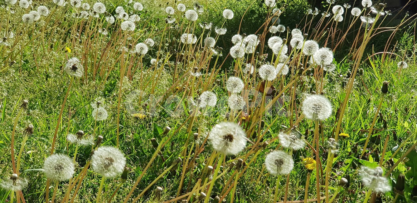 민들레,민들레홀씨,자연,식물,nature,green,white,화이트,초록,식물,자연,plants,nature,꽃,flower