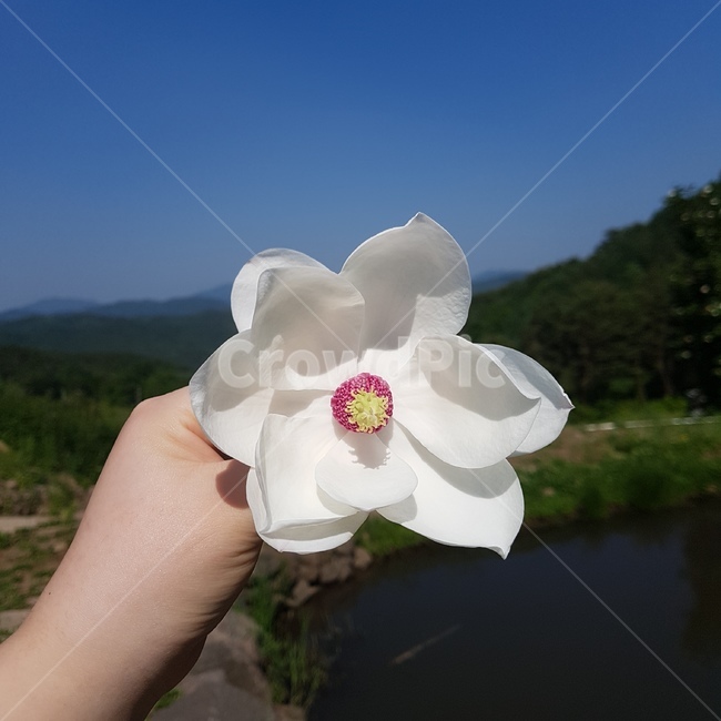 꽃,함박꽃나무,목란,북한국화,산목련,자연,flower,nationalflower,nationalflowerofnorthkorea