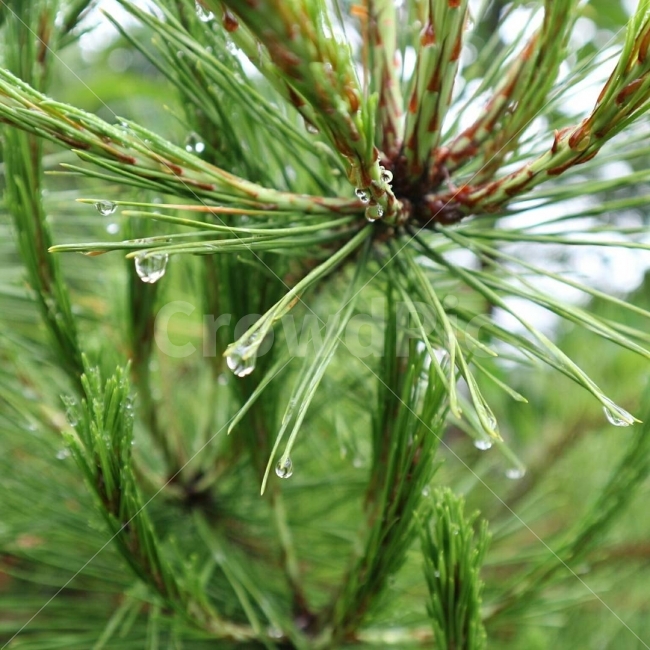 비,여유,싱그러움,푸르름,시원,식물,식물,자연,plants,nature,비,비오는날,rain,rainy